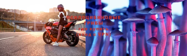 стаф Осинники